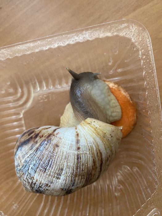 Ахатины улитки