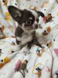 Chihuahua machinho pequenino
