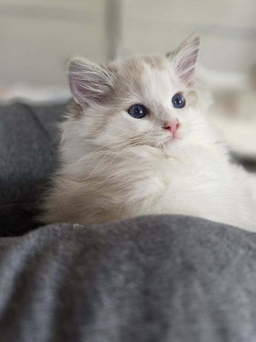 Cudowny charakter, kocurek ,Ragdoll