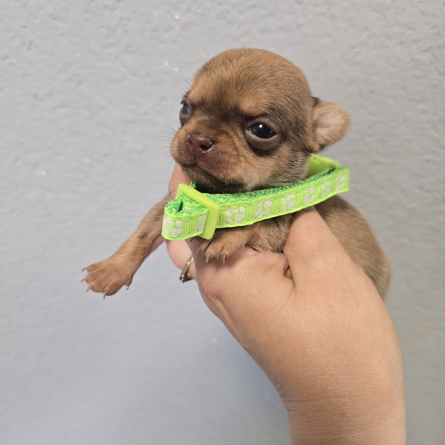 Chihuahua samiec sable