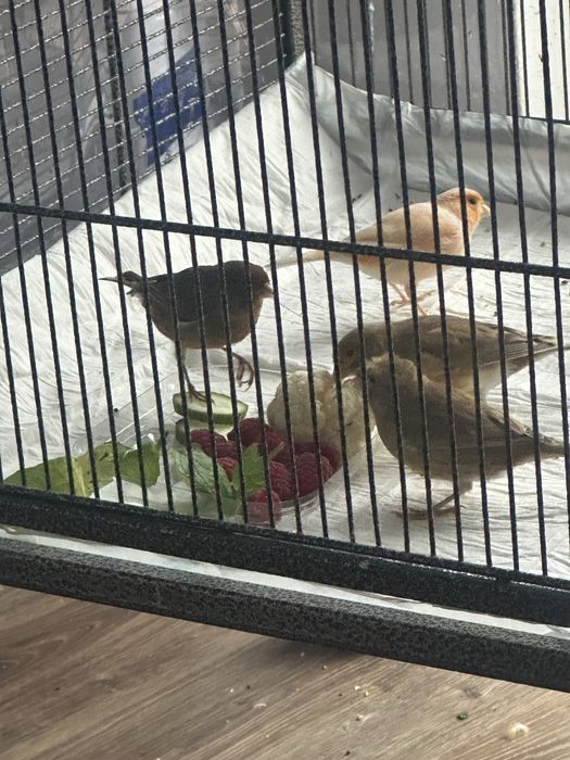 Kanarek kanarki samiec samica