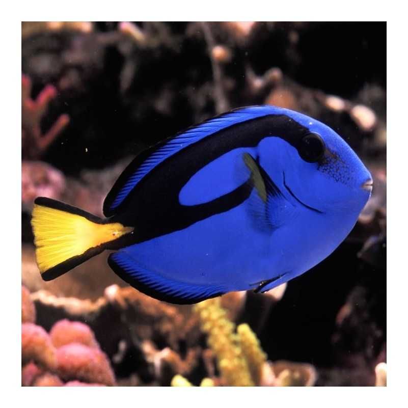 Akwarium morskie Paracanthurus Hepatus "Dori" rozm S