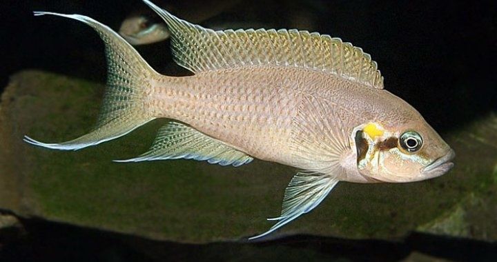 Księżniczka z Burundi (Neolamprologus brichardi) MASSON