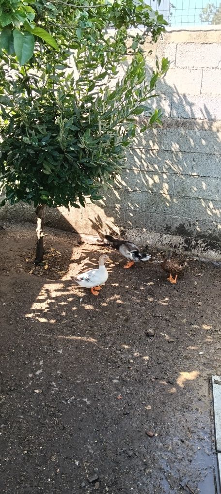 Trio de pato real