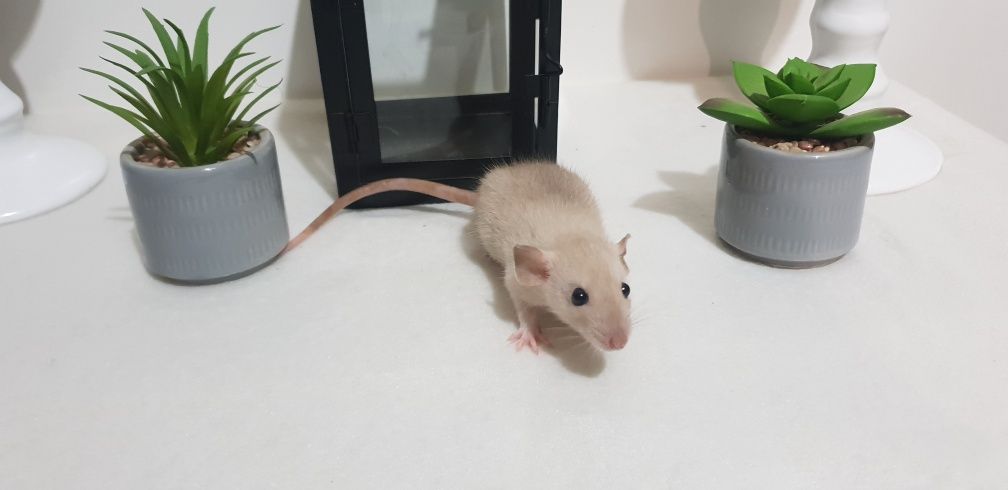 Szczur szczury szczczurki słodkie maluszki