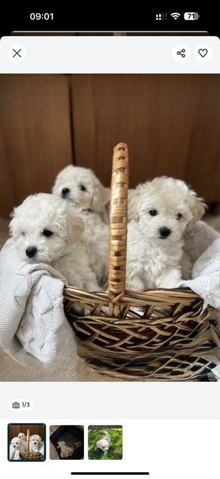 Мальтипу в белом цвете!