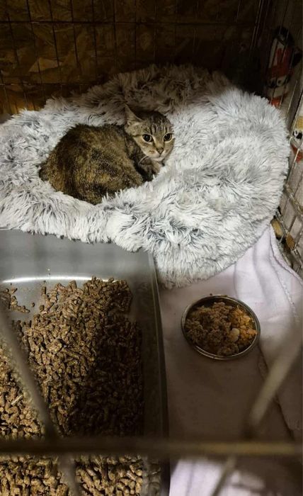 Urocza kociczka do adopcji