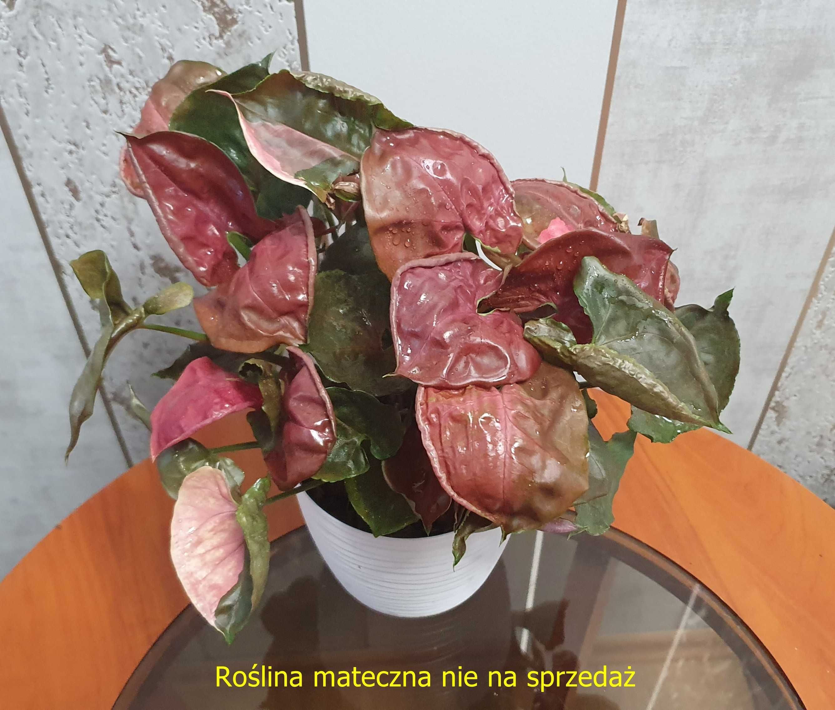 Syngonium 'Strawberry Ice'