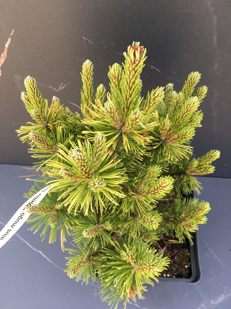 Kosodrzewina złota (pinus mugo winter gold)
