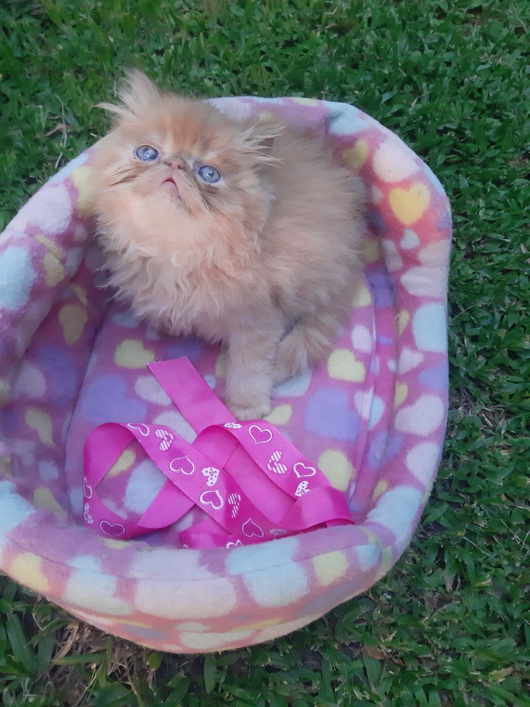 Gato persa red tabby