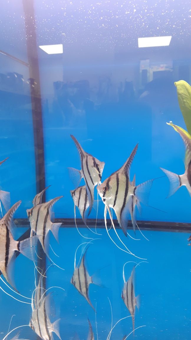 Skalar Altum Peru (13/15cm) F1 MASSON