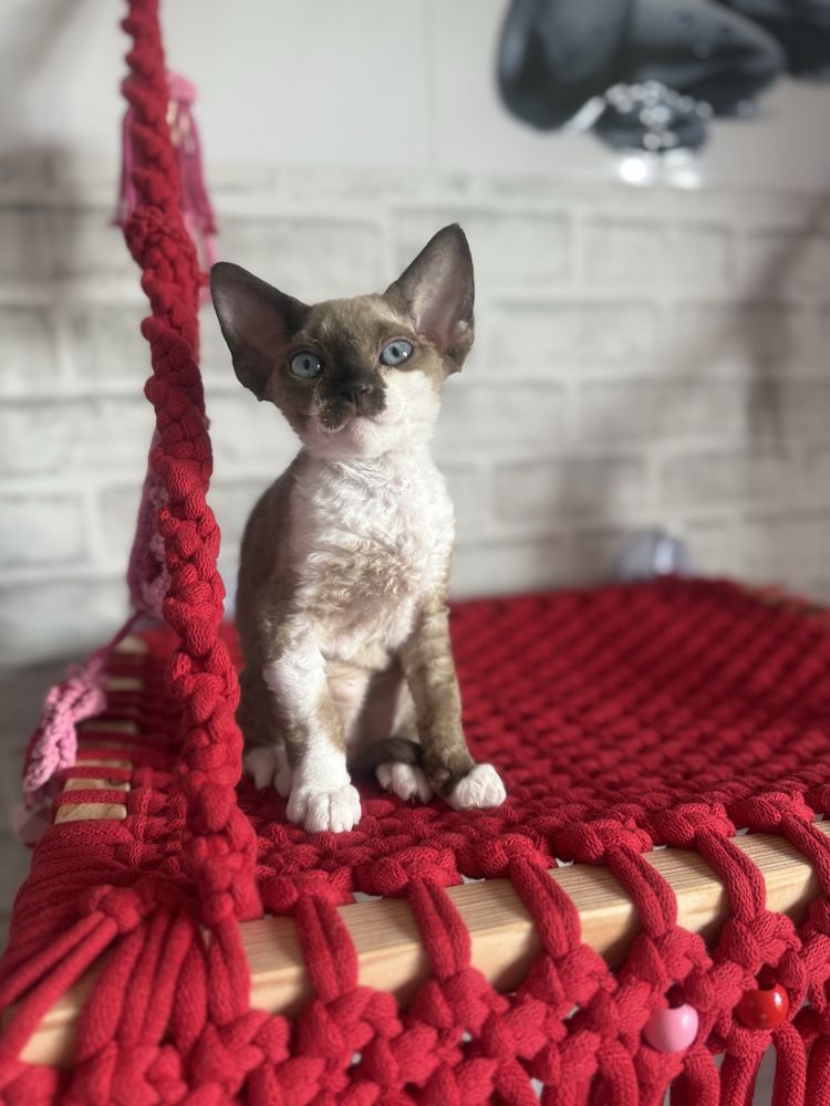 Kotka Devon Rex JELLY