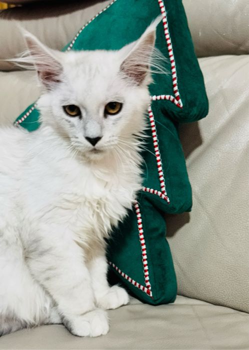 Kotka Maine Coon FPL /FIFA do  Hodowli