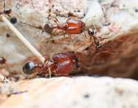 Pheidole sauteri экзотические муравьи ферма формикарий мурахи