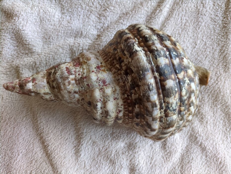 Búzio-Trompeta ou Tritão-Gigante