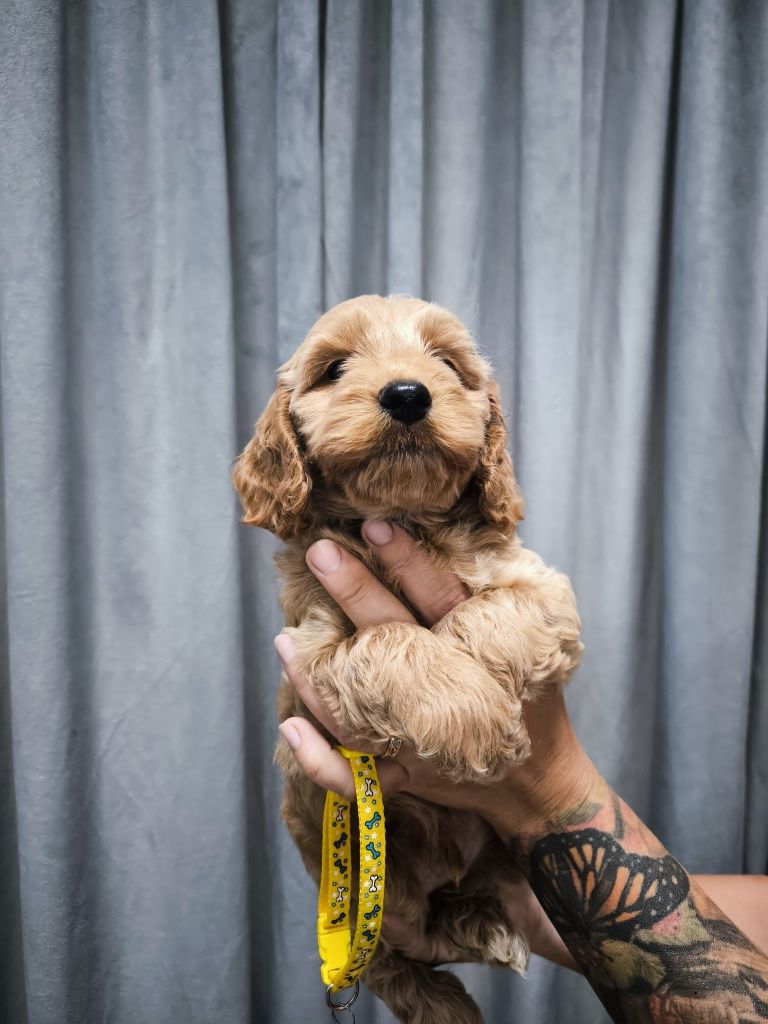 Cockapoo F1 Śliczny chłopak-BADANIA