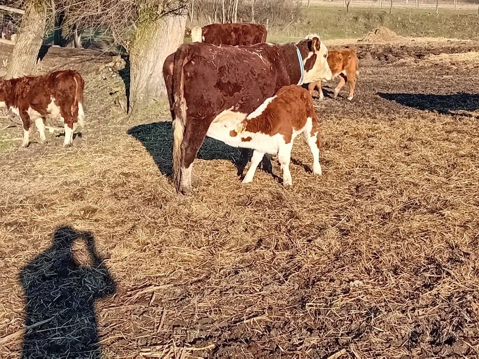 Cwiartki wołowe cielęcina HEREFORD