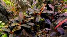 Bucephalandra mini - Planta viva aquário
