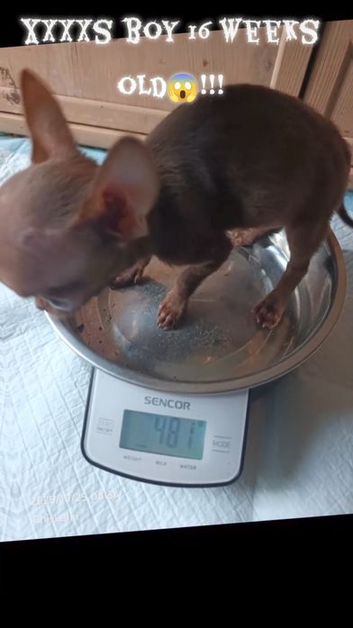 Chihuahua chłopiec samiec  xxxxs ultra maly