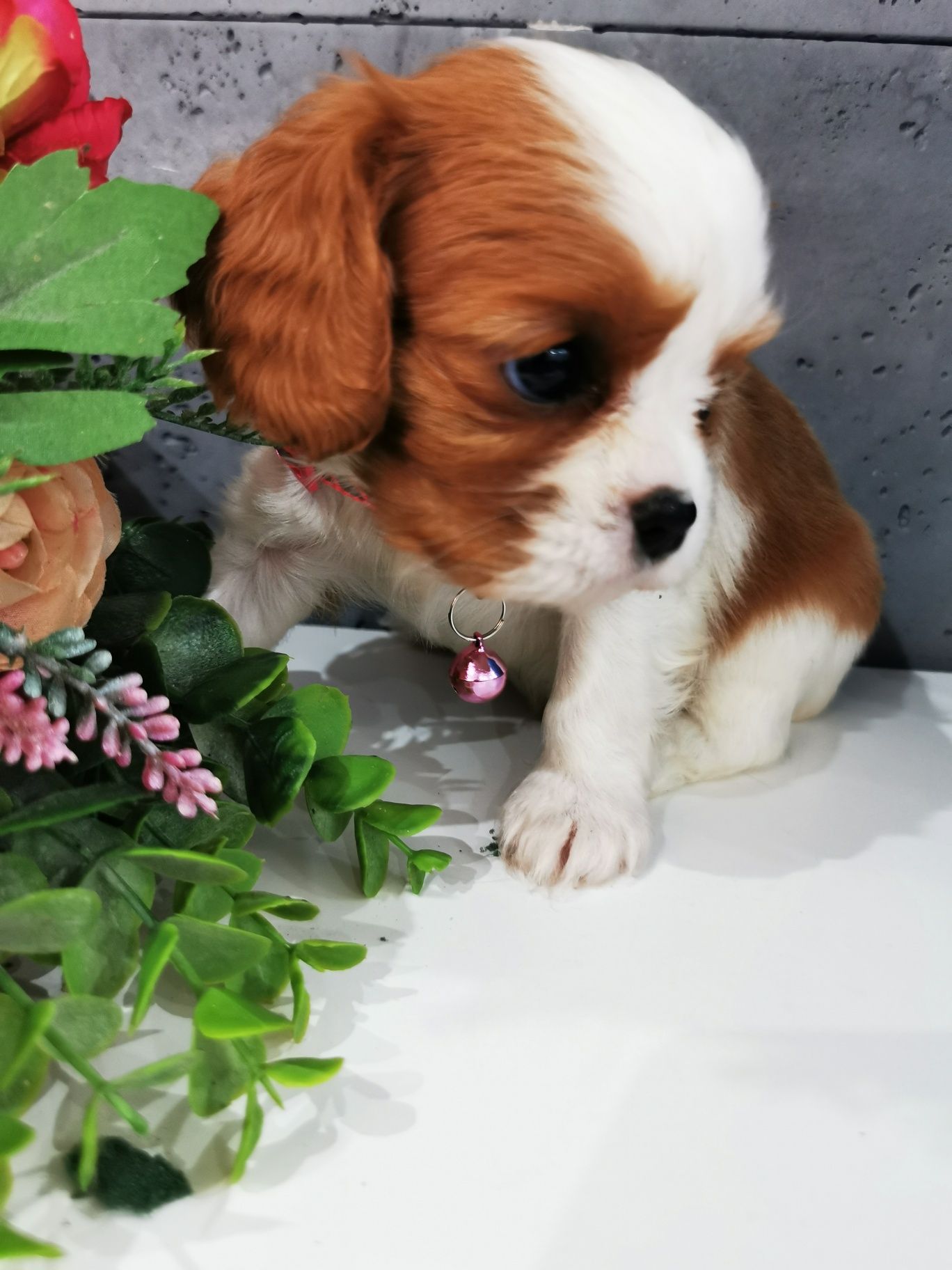 Cawalier King Charles spaniel suczka do rezerwacji badania genetyczne