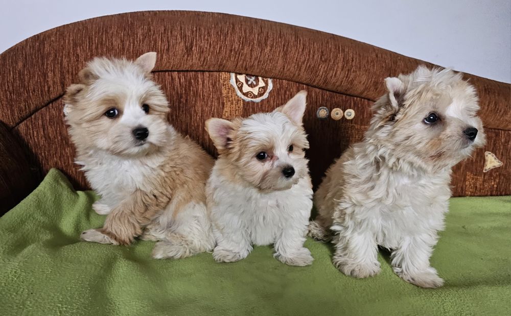 Yorkshire terrier golddust szczeniak piesek york zloty