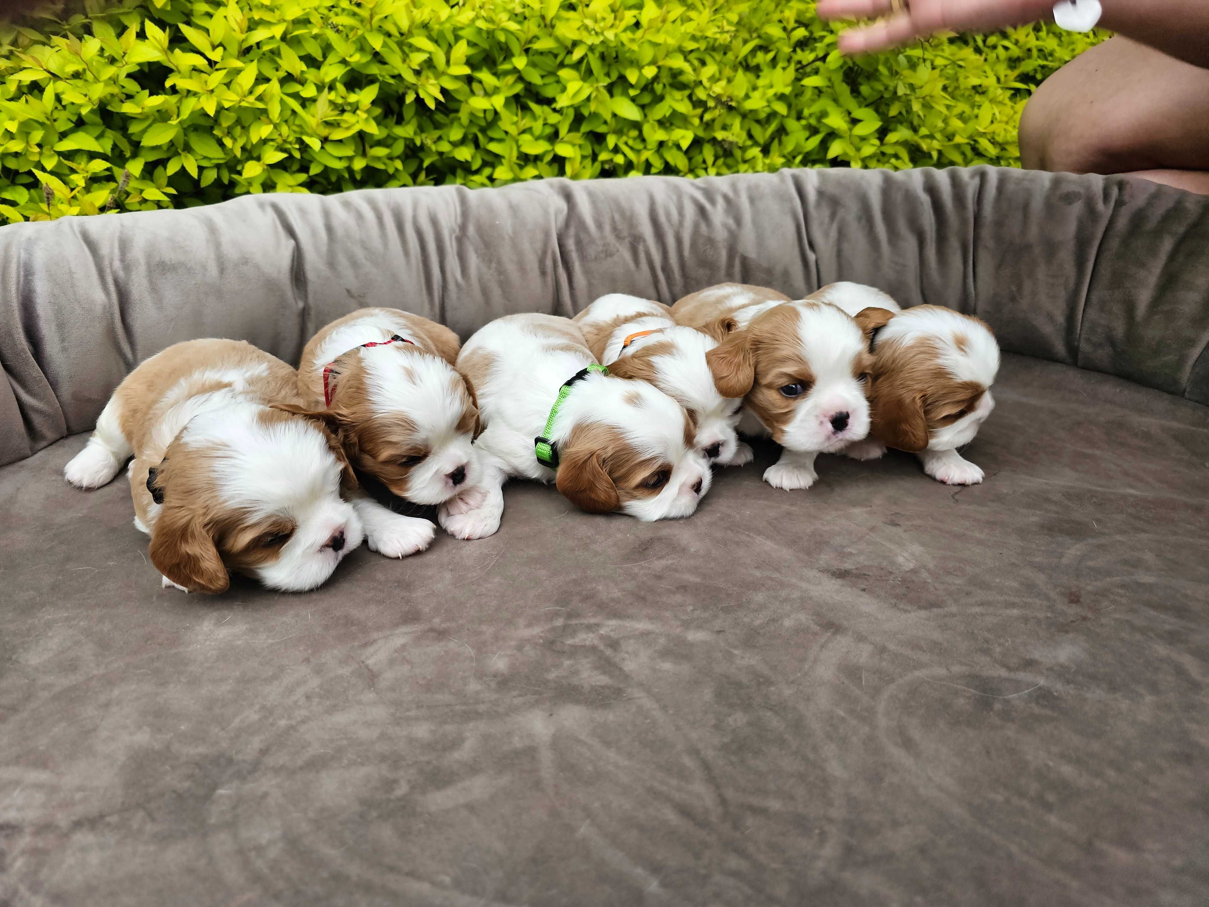 Cavalier King Charles Spaniel