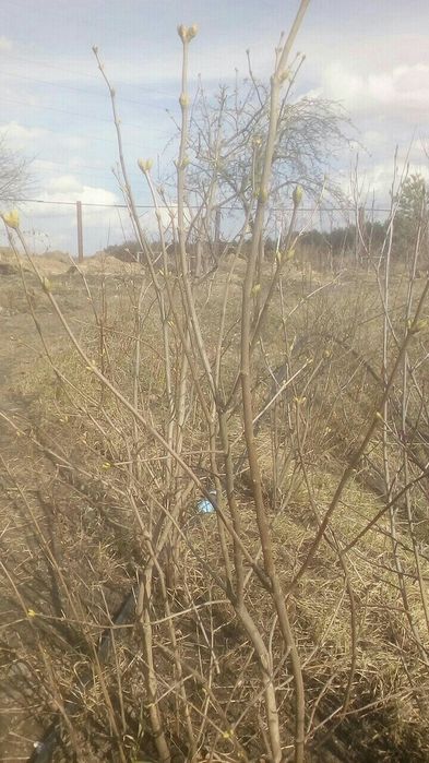 Саженци сирени белой махровой от одно, двух и трехлетки.