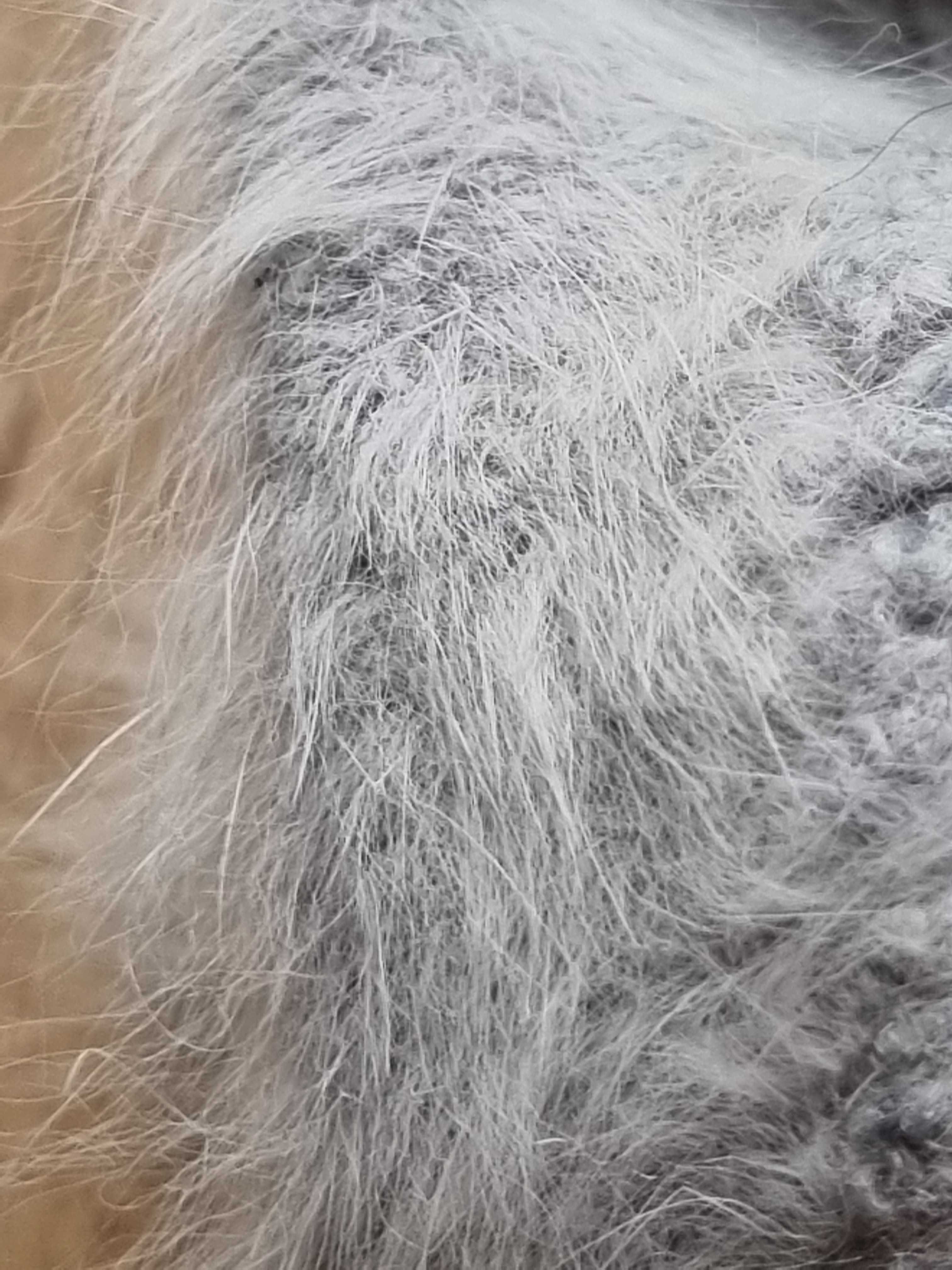 Szary beret 35% Angora