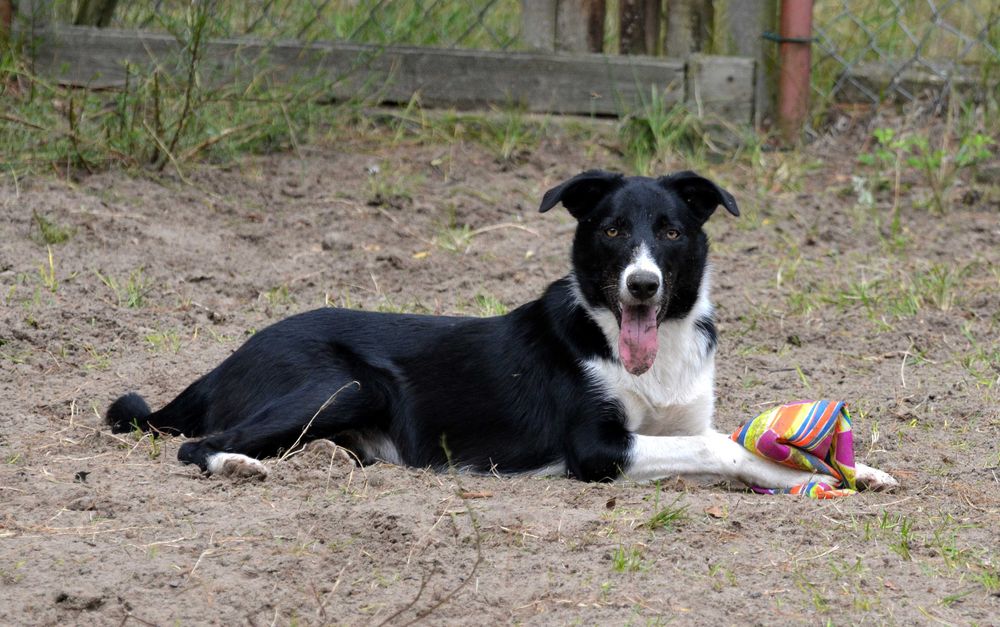 Border collie szczenięta do sportu lub dla aktywnych