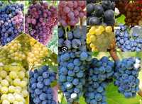 Winogron - winorośl - winorośla - winogrona sadzonki