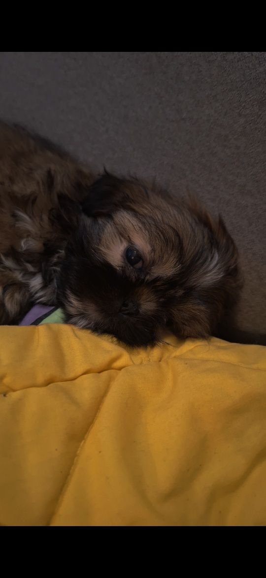 Śliczny piesek shih tzu gotowa do odbioru