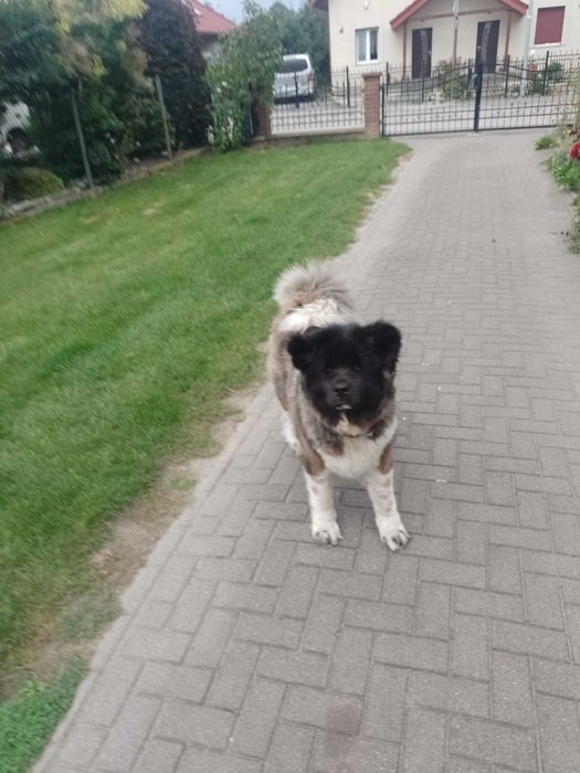 Sprzedam Akitę Amerykańską suka FCI.