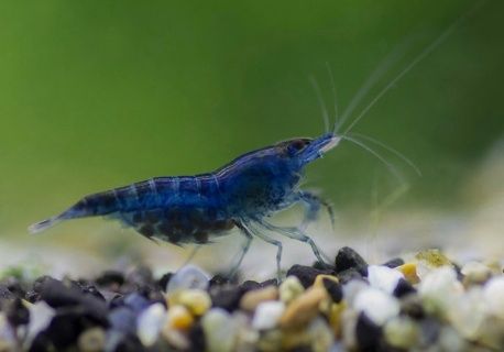 Neocaridina, blue Dream