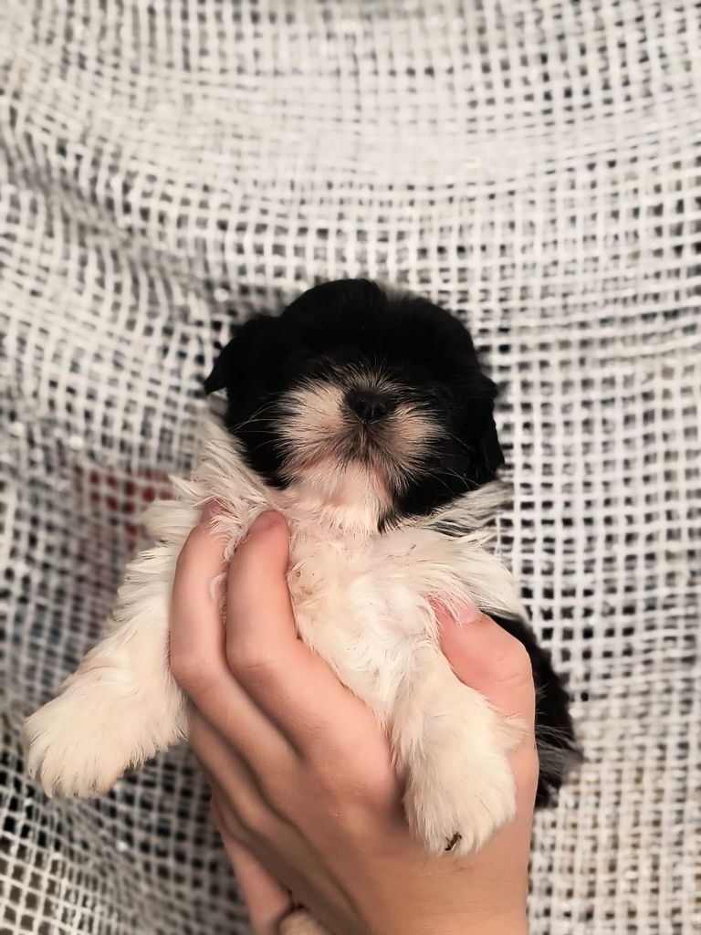 Shih tzu gotowy do odbioru