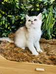 Gatinha   scottish stright silver