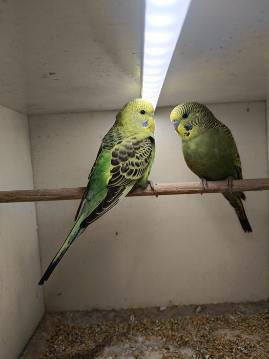 Sprzedam młode papużki