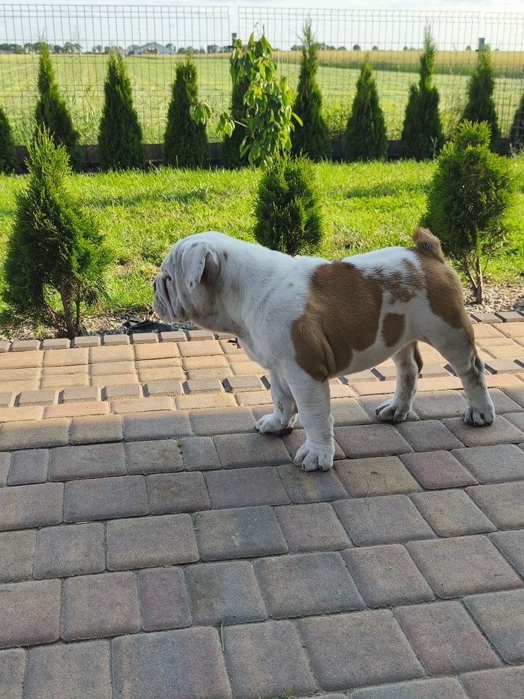 Buldog Angielski ZKwP FCI