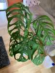 Monstera esqueleto