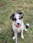 Sunia border collie gotowa do odbioru