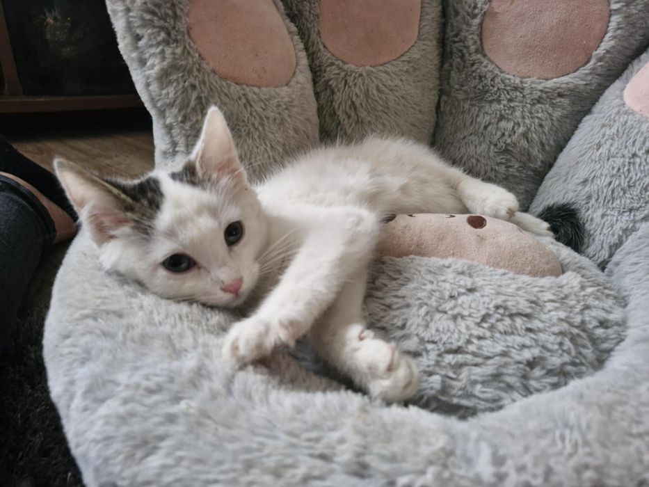 Pilnie poszukiwane odpowiedzialne domy dla  kociaków