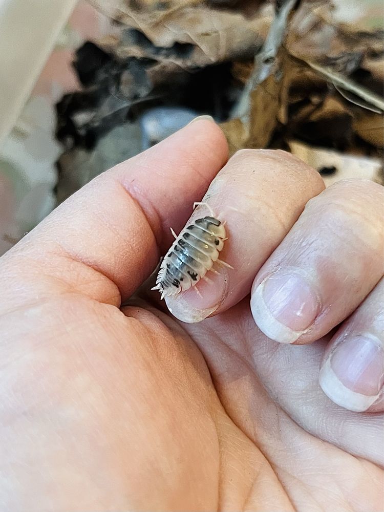 Prosionki izopody porcellio laevis Dairy Cow karmówka