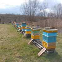 Sprzedam rodziny pszczele - matki Krainki