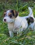 Jack Russell Terrier FCI ZKwP piesek