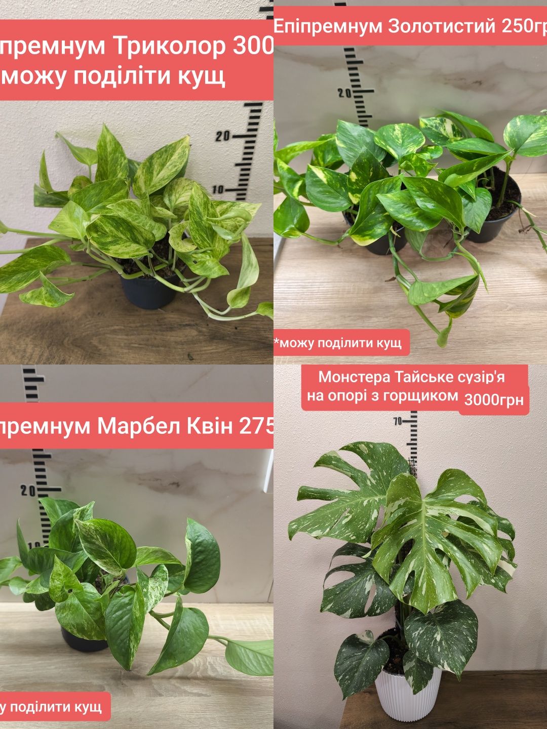 Епіпремнум Сциндапсус Філодендрон Церопегія Дарк Монстера Свіжозрізи