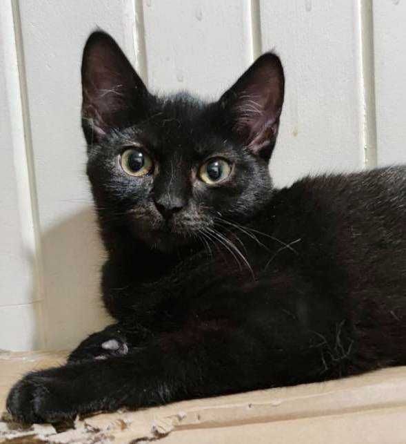 Koteczka do adopcji Czarnulka