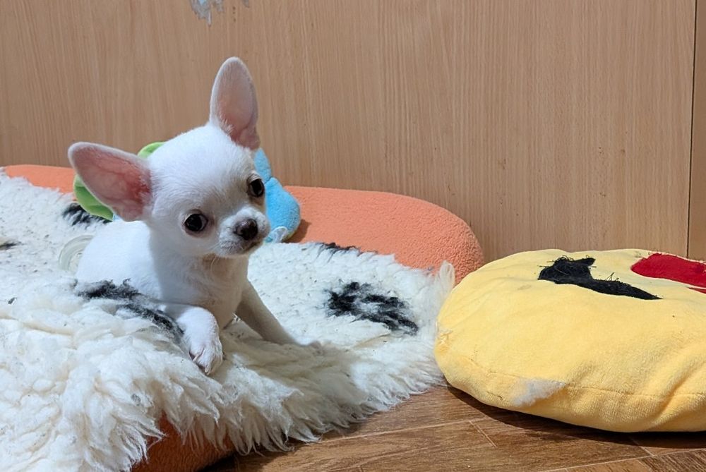 Chihuahua krótkowłosy FCI