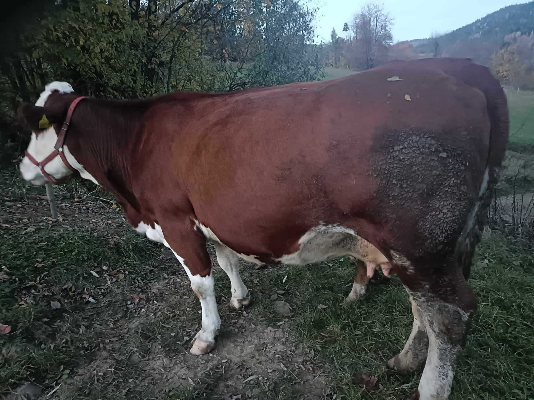 Sprzedam krowe  wysokocielna