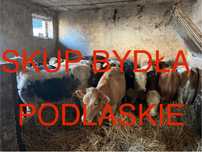 Skup bydła całe woj. podlaskie