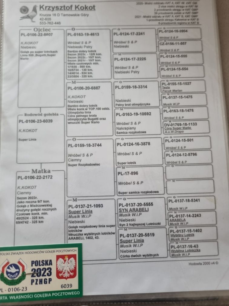 Gołębie pocztowe młode 2025! Krzysztof kokot!