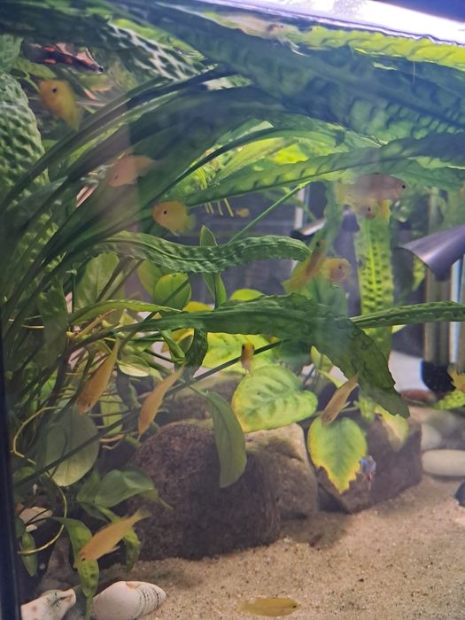 Pyszczaki Labidochromis caeruleus yellow Malawi